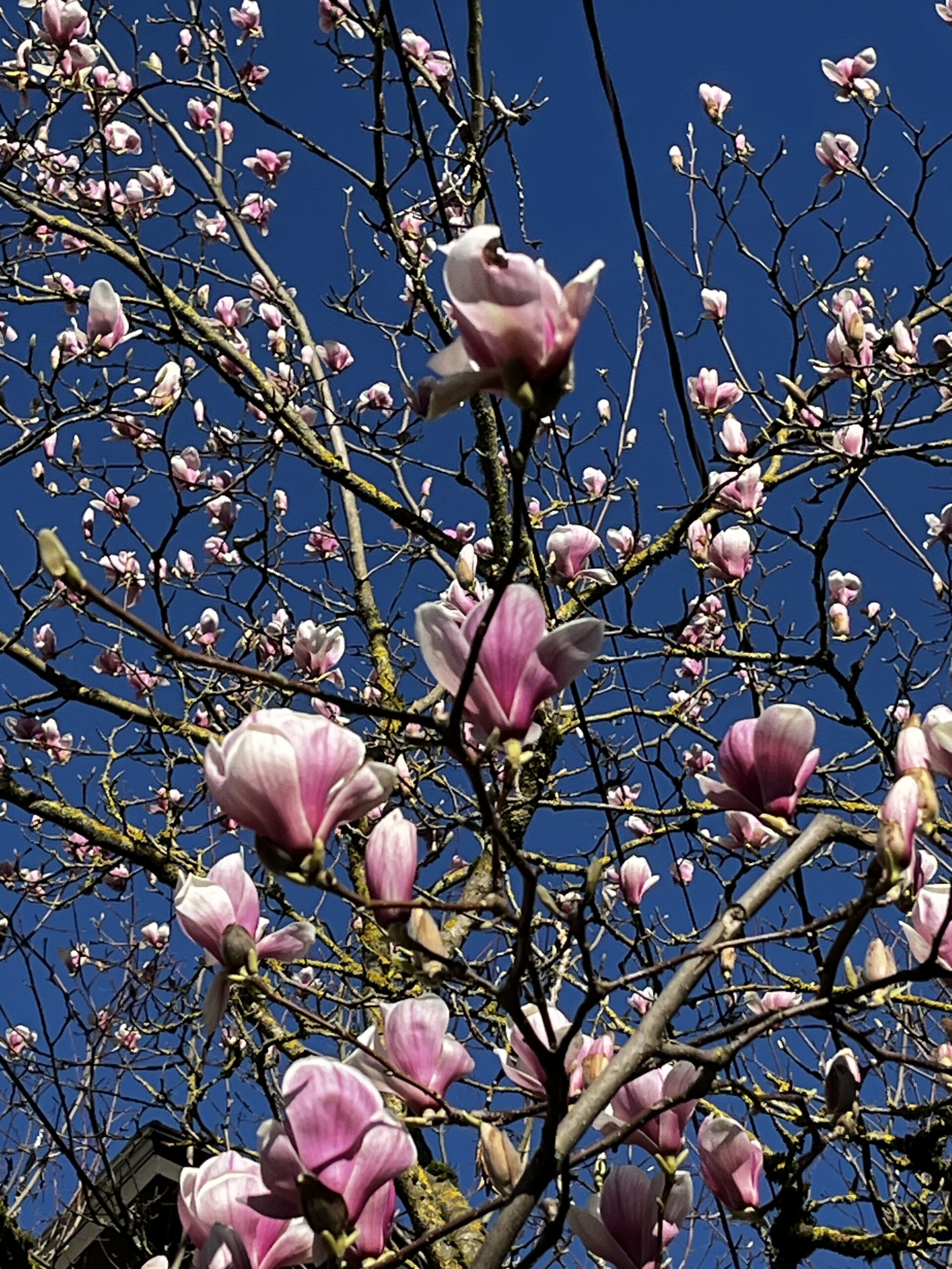 My Approach Pink magnolia blossoms on bare branches against a clear blue sky